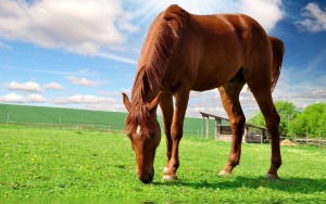 horses-beautiful-white-pin-pretty-horse-fondos-y-temas-x-on---wallpaper-with-2560x1600-resolution_690.jpg