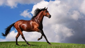 arabian-horse-1600x900.jpg